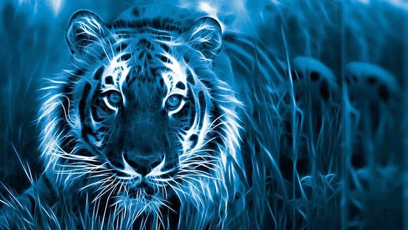 Встречаем год Тигра 2022 правильно: как подготовиться и провести праздник, чтобы получить благосклонность Водяного Тигра
