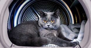 ВИДЕО: Было любимое место для сна: в Днепре хозяева стирали кота в машинке 30 минут, но он выжил