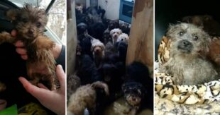ВИДЕО: "Похоже у хозяйки проблемы с головой": более 120 собак завела в городской квартире жительница Тольятти