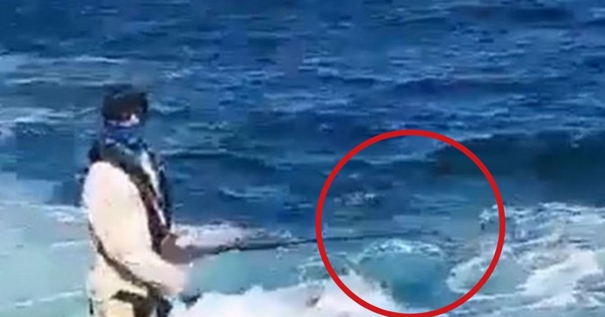 ЖУТКИЕ КАДРЫ: Впервые за 60 лет в австралийском Сиднее акула напала на пловца и убила его, все пляжи в окрестностях закрыли