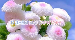 14 июня ДЕНЬ МАРГАРИТОК - С Днем маргариток! открытки красивые, фото, картинки с надписями