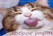 Доброе утро - картинки смешные